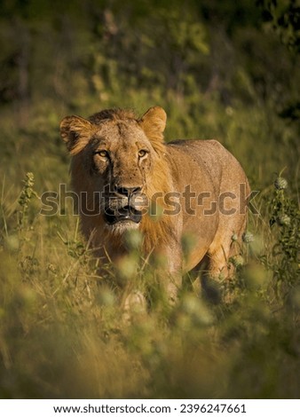 Safari Majesty: Captivating Lion in the Wild Royalty-Free Stock Photo #2396247661