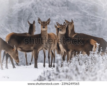 Female red deer in a group, standing in snow, with trees in the background.
