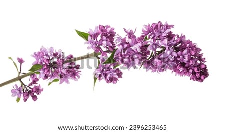 Lilac flowers on a white background. Side view.