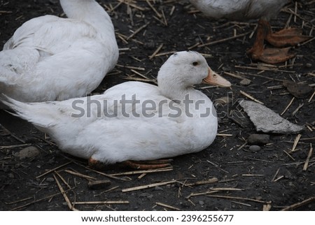 White duck in the farm yard. Large bird in a village on a farm. She has white plumage, black eyes and a red beak stained with soil. The duck has a small head on a long, hanging neck and clipped wings.