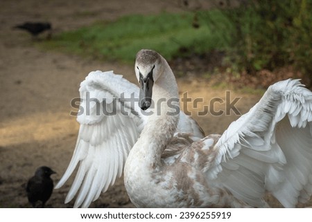 Portrait of a young mute swan (Cygnus olor) with spread wings