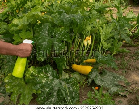 Treating powdery mildew on a zucchini plant. Using no pesticide, made with water, green soap and vinegar.