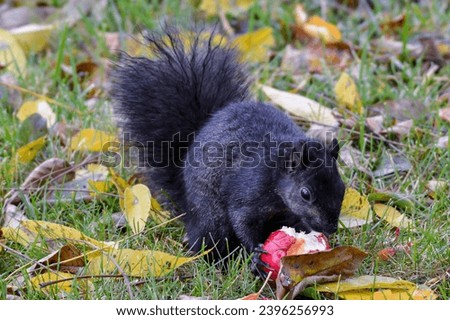 Black Squirrel eating a red rotten apple among the fallen yellow leaves on the green grass. 