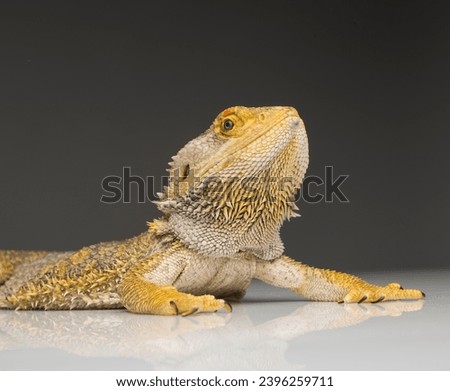 beautiful portrait of agama dragon close-up