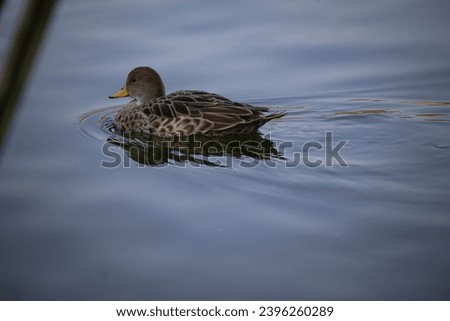 wild duck swimming in a lagoon