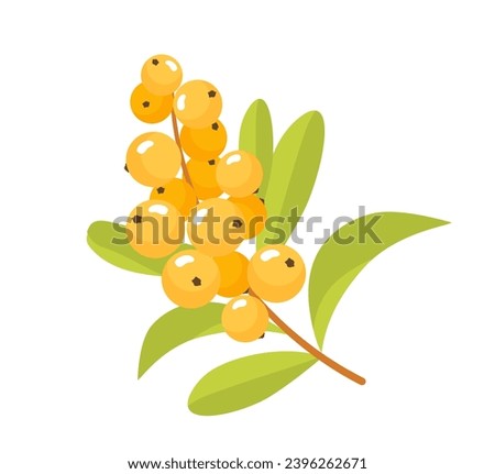 Branch with berries concept. Plant with fetus. Leaves and foliage. Wild life and flora. Natural and organic product. Poster or banner. Cartoon flat vector illustration isolated on white background