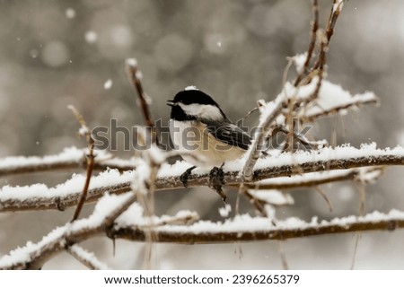 Black Capped Chickadee perched on a snowy branch with a snowflake on top of is crown.