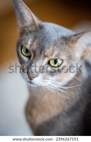Close up portrait of a abyssinian cat