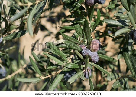 Close-up of an olive tree branch against the background of an old sandstone monastery wall, eco farm olive oil advertising concept or label idea