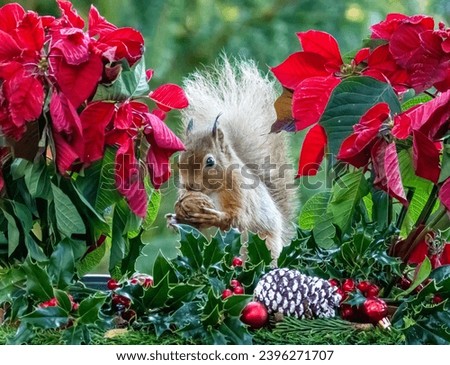 Cute little scottish red squirrel in Christmas festive setting in the woodland