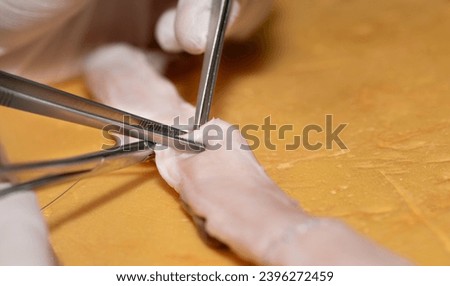 Close-up of surgical instruments contracting parts of the aorta on a dissected animal aorta. The hands of a medical student practising surgical suturing techniques on the specimen. Royalty-Free Stock Photo #2396272459