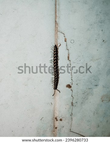 Harpaphe haydeniana, commonly known as the yellow-spotted millipede, almond-scented millipede or cyanide millipede
