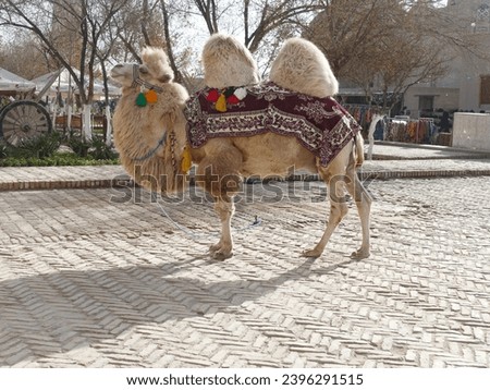 Bactrian Camel (Camelus bactrianus) poses in a small square in Khiva, Uzbekistan Royalty-Free Stock Photo #2396291515