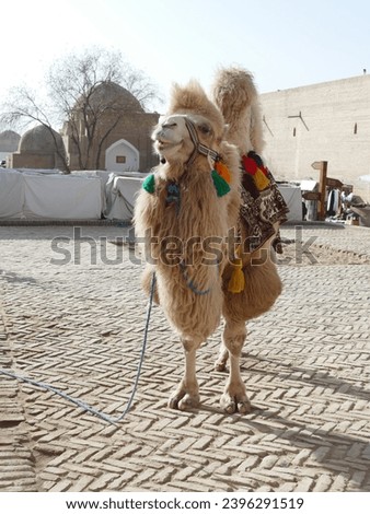 Bactrian Camel (Camelus bactrianus) poses in a small square in Khiva, Uzbekistan Royalty-Free Stock Photo #2396291519
