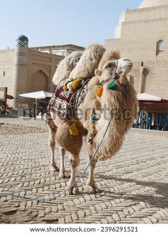 Bactrian Camel (Camelus bactrianus) poses in a small square in Khiva, Uzbekistan Royalty-Free Stock Photo #2396291521