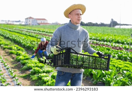 Portrait of handsome man farmer holding crate with fresh lettuce in farm, woman on background