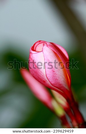 Plumeria flower 