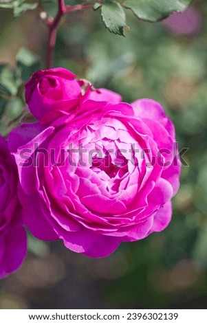 Pink rose is in bloom in the rose garden.
The name of this rose is Finesse. Royalty-Free Stock Photo #2396302139