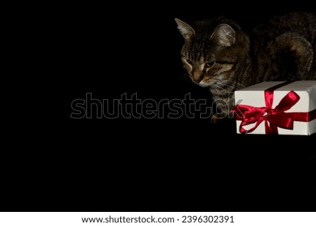 A mysterious beautiful cat looks at a New Year's gift in a beautiful package. Christmas card.