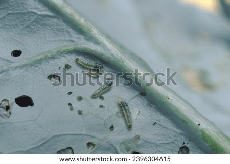 Cabbage Moth (Pieris Brassicae) Eggs
