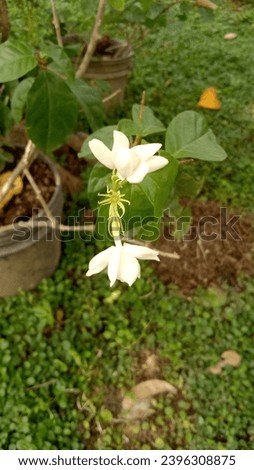 

Jasmine flowers are classified as shrubs or bushes. This plant can also propagate but tends to be irregular and hanging down. Each flower has between four and nine petals. Royalty-Free Stock Photo #2396308875