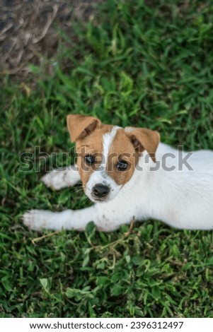 jack Russell puppy looking up