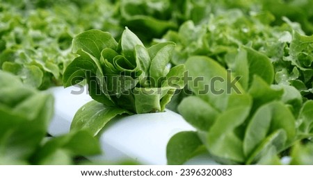 Salad farm vegetable green oak lettuce. Close up fresh organic hydroponic vegetable plantation produce green salad hydroponic cultivate farm. Green oak lettuce salad in green Organic plantation Farm Royalty-Free Stock Photo #2396320083