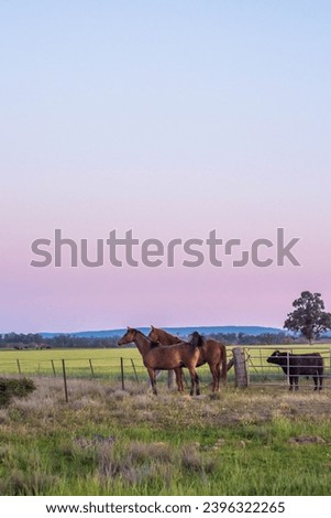 herd of horses at twilight