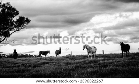 herd of horses at twilight
