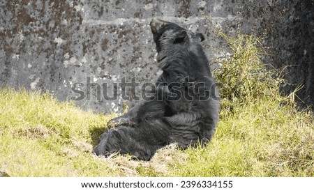 a black bear sitting near his cub
