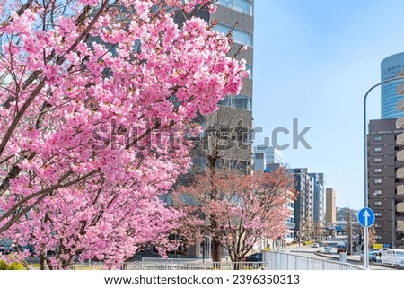 Cherry blossom at Shin-Yokohama Park, Yokohama City, Kanagawa Prefecture Royalty-Free Stock Photo #2396350313