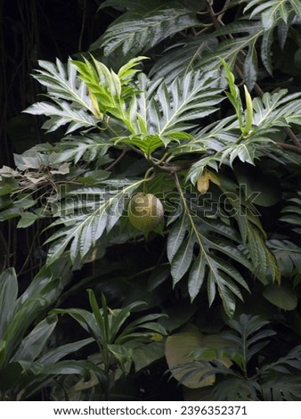 Moody photo of fruit hanging from tree in Maui Royalty-Free Stock Photo #2396352371