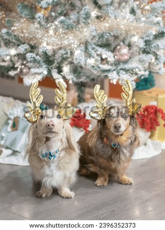 Dachshunds wearing reindeer antlers and posing for picture