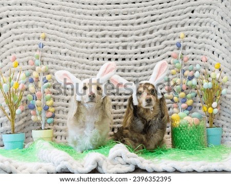 Dogs wearing bunny ears posing for Easter picture