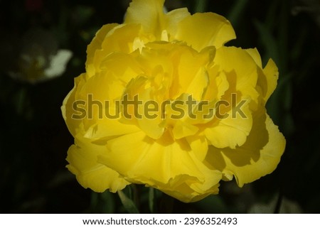 Beautiful tulip flower in spring. Stock Photo