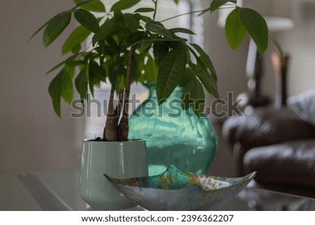plant on a glass coffee table in living room Royalty-Free Stock Photo #2396362207