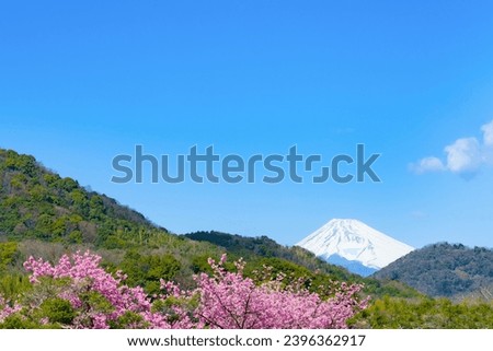 Beautiful pink Kawazu cherry blossoms and Mt. Fuji
