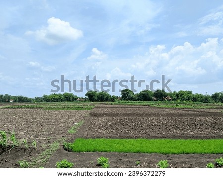 barren rice fields with clear, cloudy skies