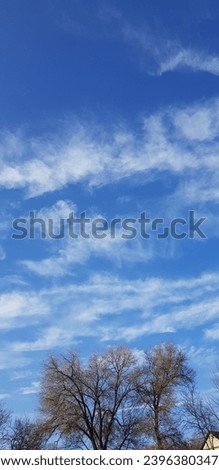 Blue sky in long white clouds over bare treetops on a sunny day, winter (winter landscape, sky background, vertical photo, texture).