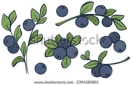 Blueberries vintage image set. Wild forest whortleberry clip art. Fresh whortleberry on branch with leaf isolated vector illustration. Hand engraved huckleberry. Healthy organic food