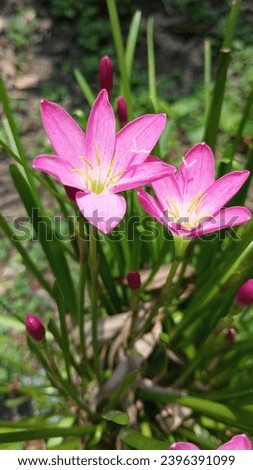 Beautiful rain lili flower Picture 