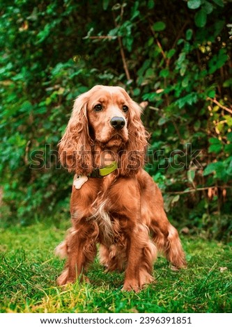 The English cocker spaniel dog stands on the background of the park. The dog has long and fluffy fur. Portrait. Walking and attention training. Hunter. The photo is blurred. High quality photo