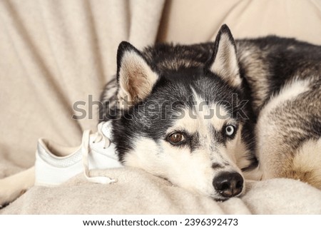 Naughty Husky dog with shoe lying on sofa in living room, closeup