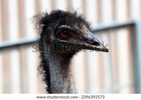 Side view of ostrich with long neck and beak looking away against blurred background.