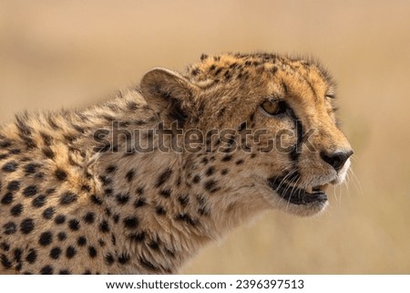 Cheetah in Tiger Canyon, South Africa