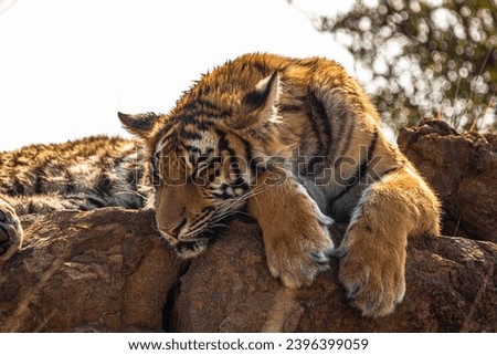Tiger in Tiger Canyon, South Africa