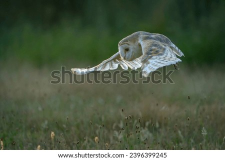 Beautiful Barn owl (Tyto alba) hunting at sunset. Noord Brabant in the Netherlands.                                         