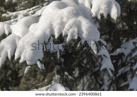 Snow-covered fir trees on a sunny winter day after a heavy snowfall.