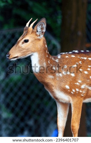 Young sika deer in a zoo, closeup of photo.