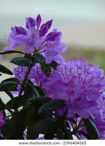 macro photo with a decorative floral background of bright rhododendron shrub flowers for advertising in a shopping center as a source for prints, posters, advertising, wallpaper, decor, interiors
